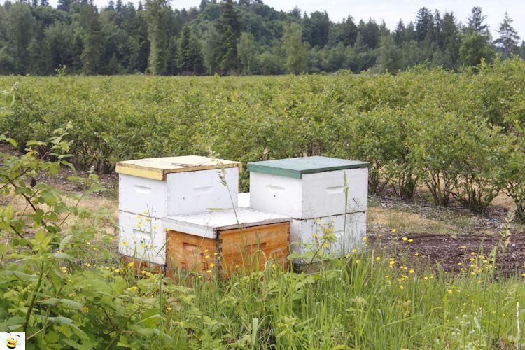 Blueberry Patch Bee Hive