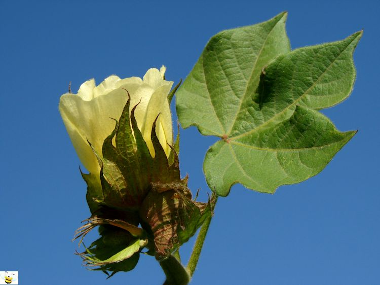 Cotton Honey Flower