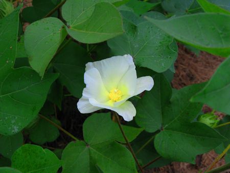 Cotton Flower