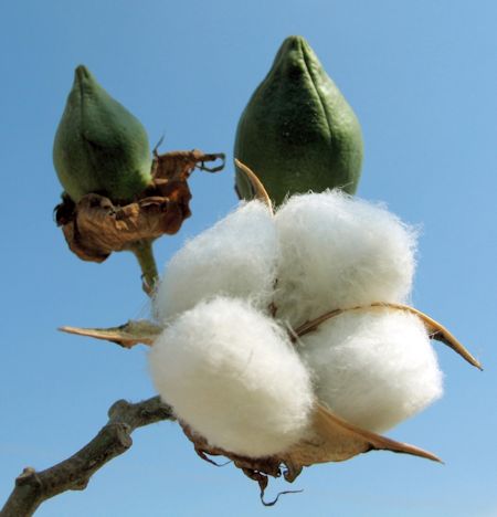 Cotton Boll