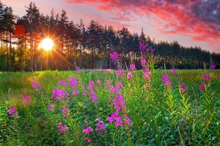 Fireweed Flower Sunset Small