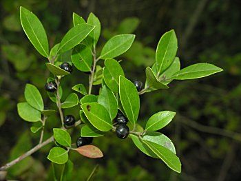 Gallberry Plant with Berries