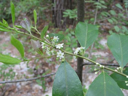 Gallberry Flower