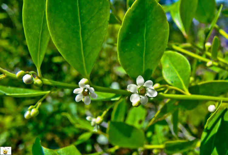 Gallberry Honey Flower