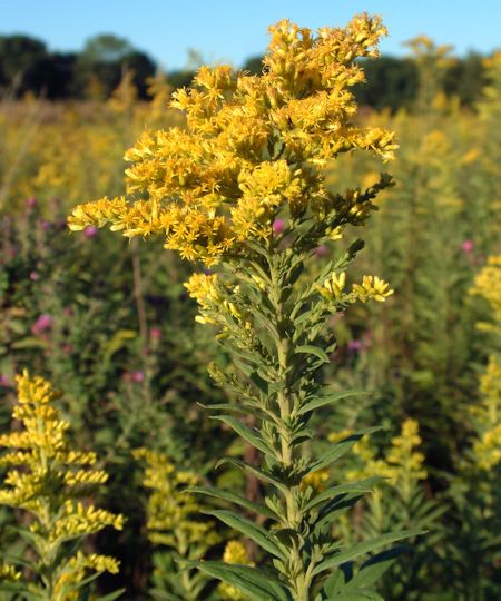 Goldenrod Flower Head