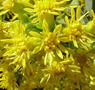 Goldenrod Flower Up Close