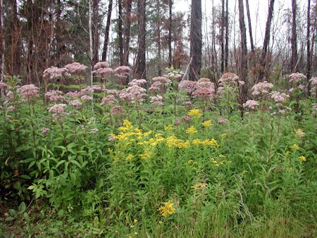 Goldenrod Patch Blooming