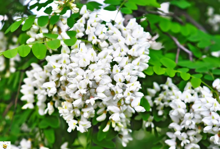 Black Locust Flower