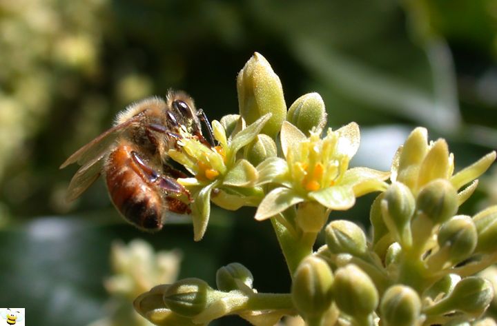 Avocado Honey Blossom