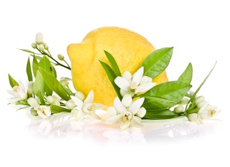 Lemon And Blossoms