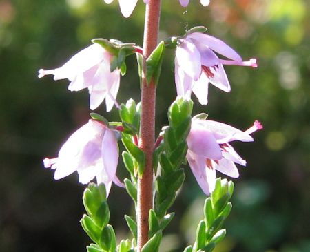 Ling Heather Flower Closeup