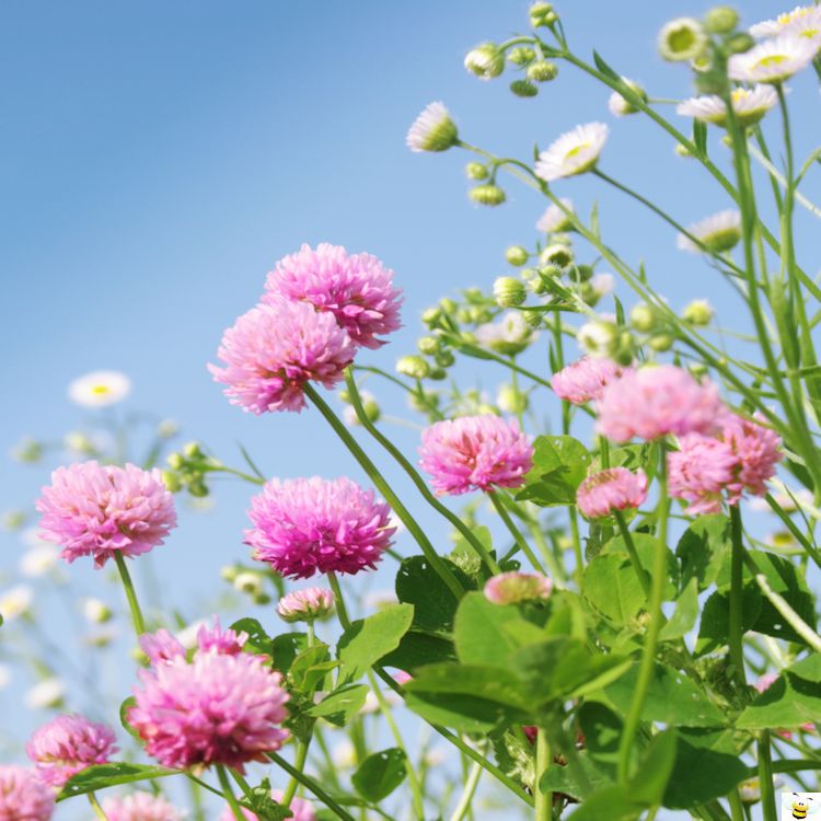 Red Clover Field Blooming