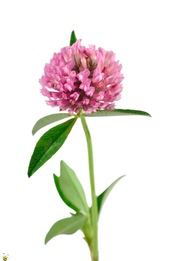 Red Clover Honey Flower