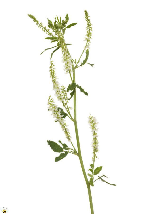 White Sweet Clover Honey Flower