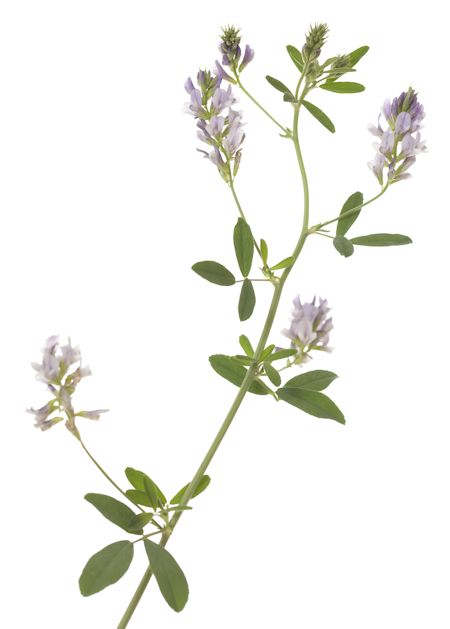 Alfalfa Honey Plant