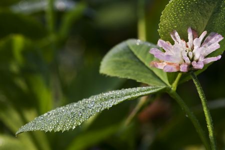 Alfalfa Honey Flower
