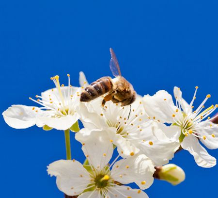 Apple Honey Bee