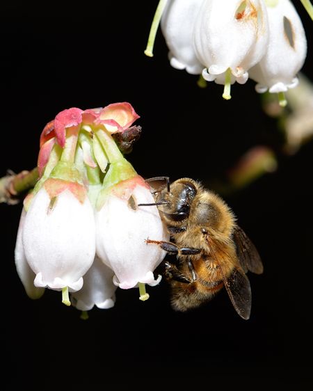 Blueberry Flower Honey Bee