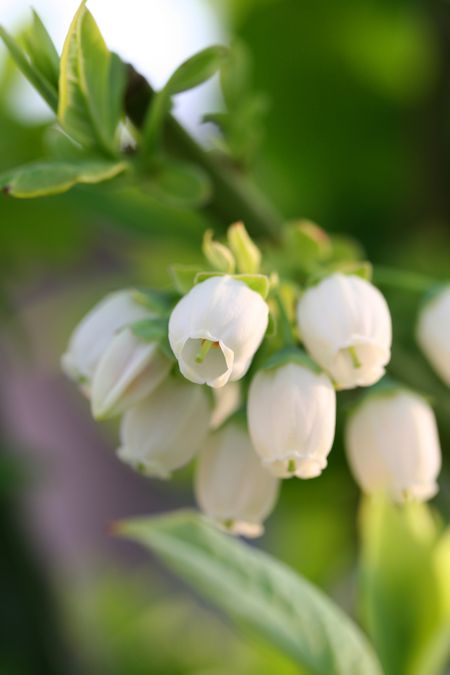 Blueberry Plant Blossom