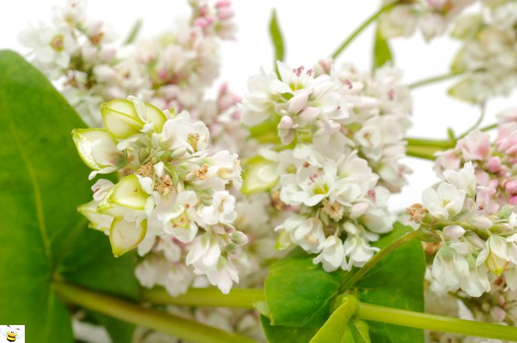 Buckwheat Honey Flowers