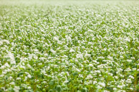 Buckwheat Field Crop in Bloom