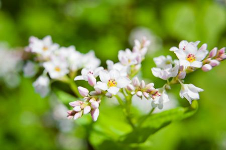 Buckwheat Honey Blossom