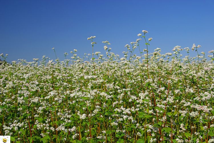 Buckwheat Crop in Full Bloom