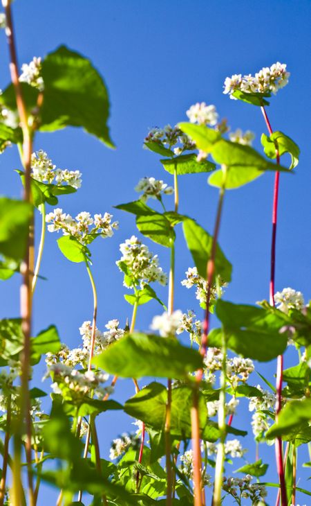 Buckwheat Plant Stock