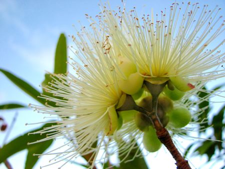 Eucalyptus Honey Flower