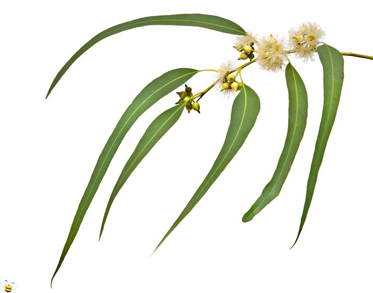 Eucalyptus Leaf and Flowers