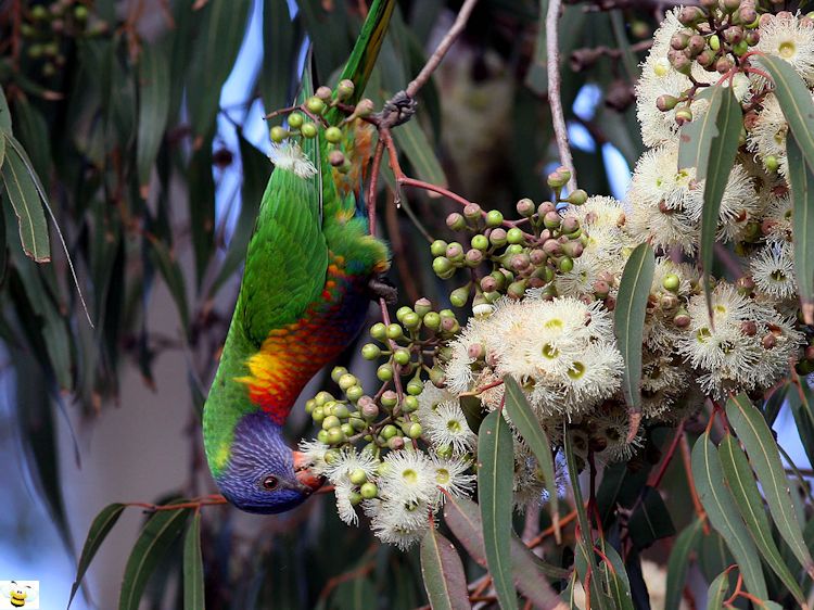 Lorikeet Feeding on Eucalyptus Nectar