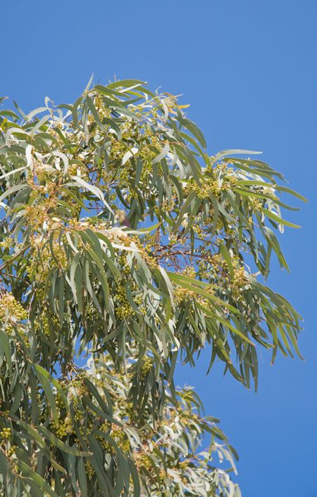 Eucalyptus Tree