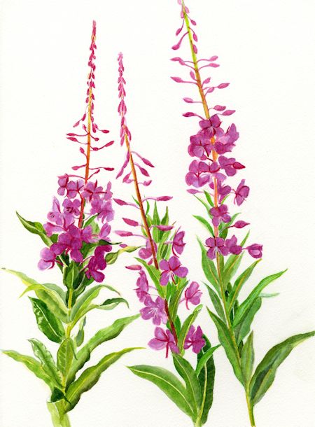 Fireweed Flower Painting