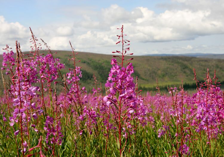 Fireweed Flower Patch