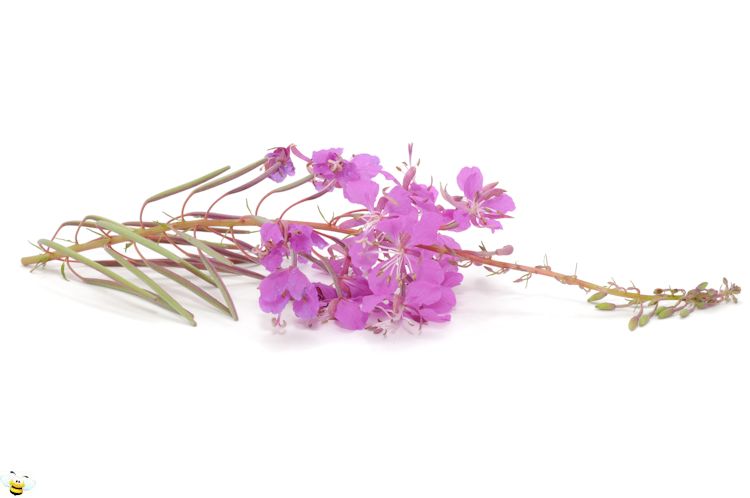 Fireweed Honey Flower