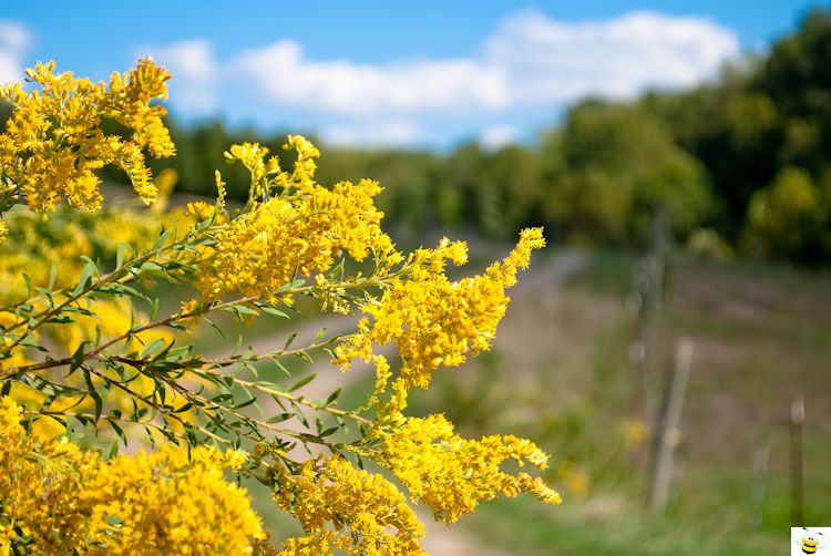 Goldenrod Flower Roadside