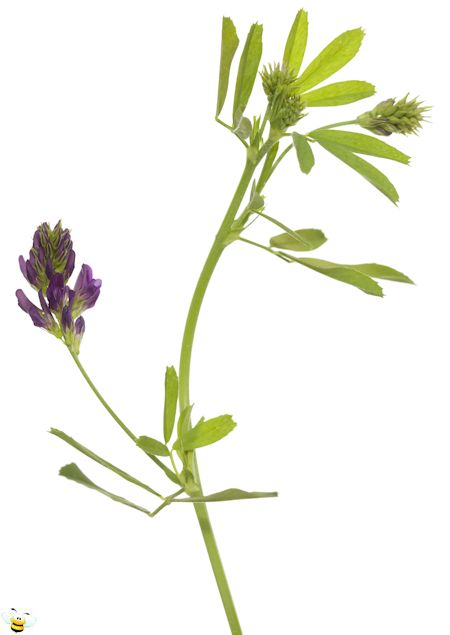 Alfalfa Flower