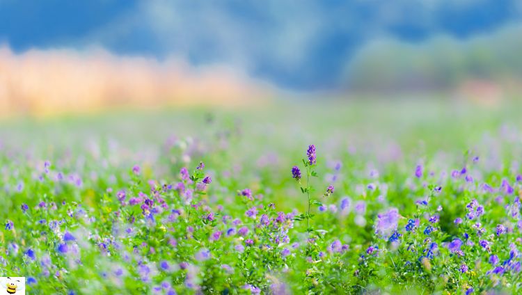 Alfalfa Field