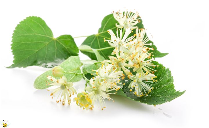 Basswood Honey Flower