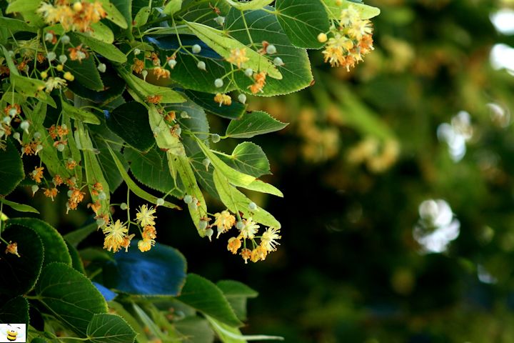 Basswood Honey Plant