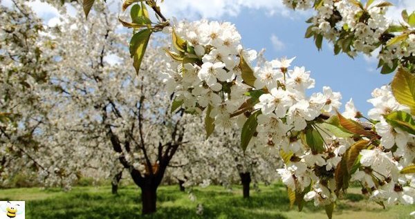 Honey Plants - Apple Orchard