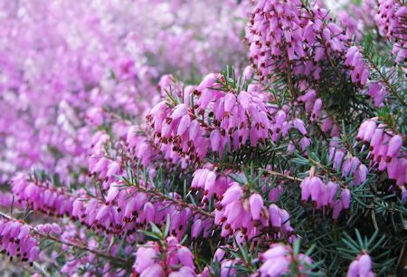 Heather Flowers Closeup