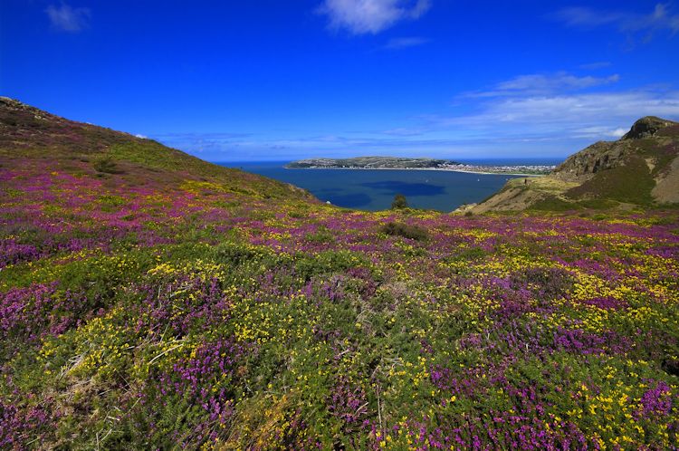 Heather Flowers On Mountain