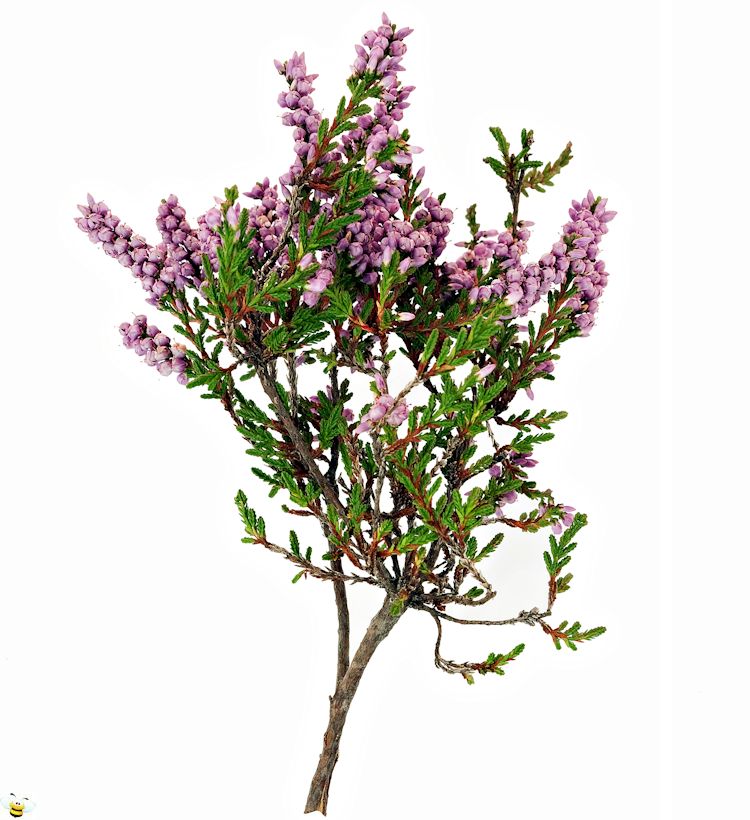 Heather Honey Flower