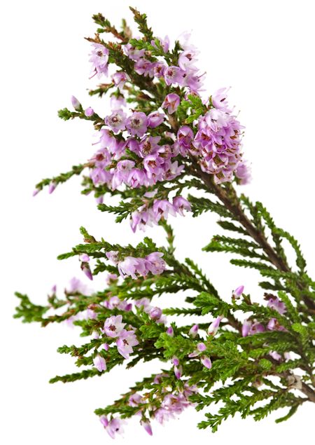 Heather Plant Branch