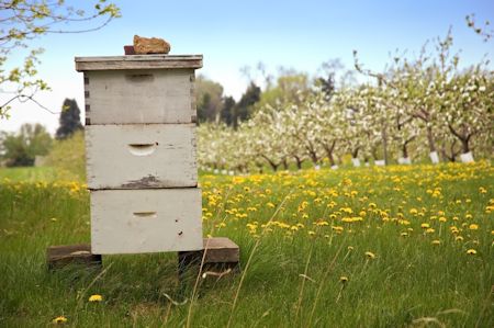 Honey Plants