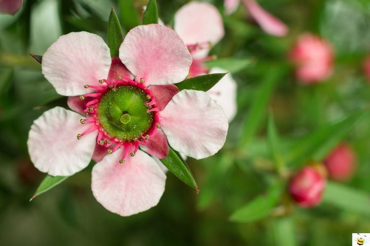 Manuka Honey Flower Upclose