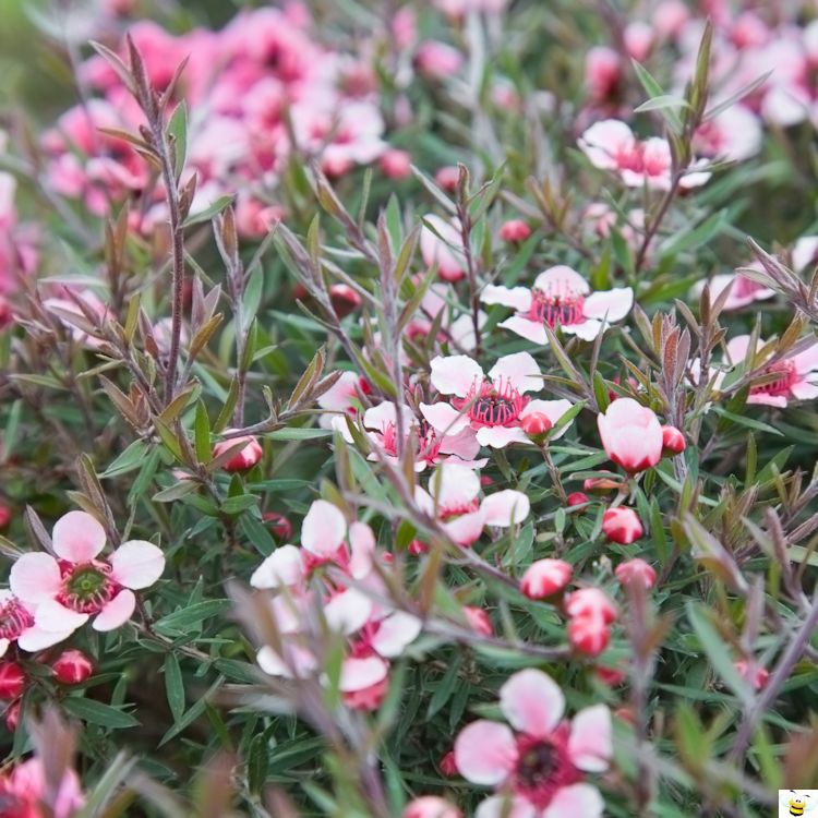 Manuka Plant Flowers