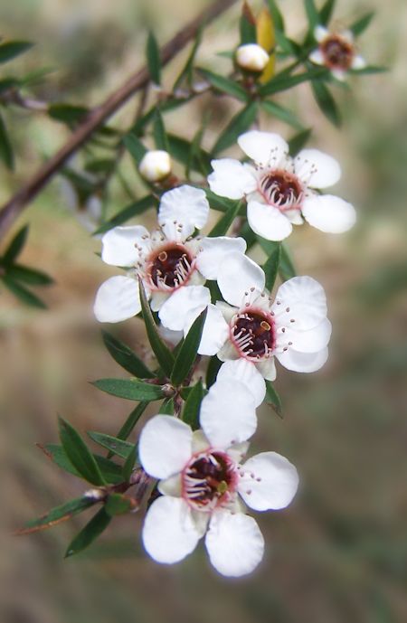 Manuka White Flower Upclose