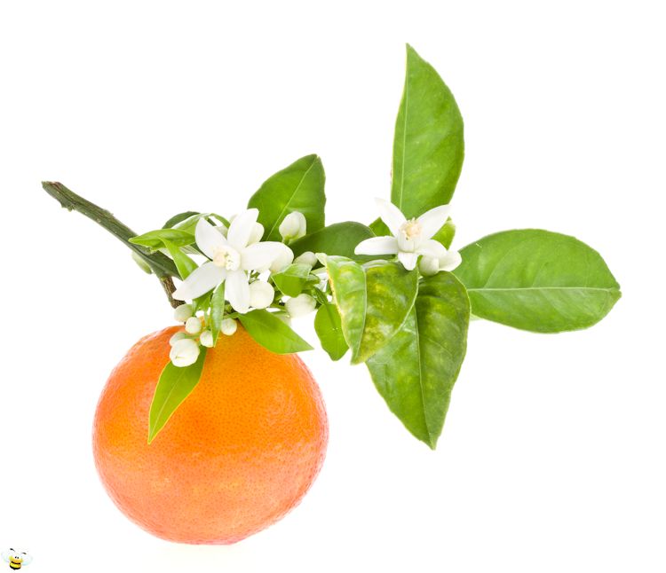 Orange And Blossoms